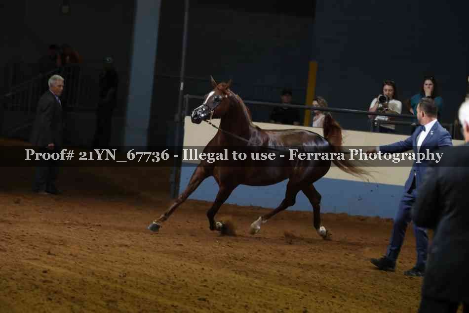 Proof 21YN_67736