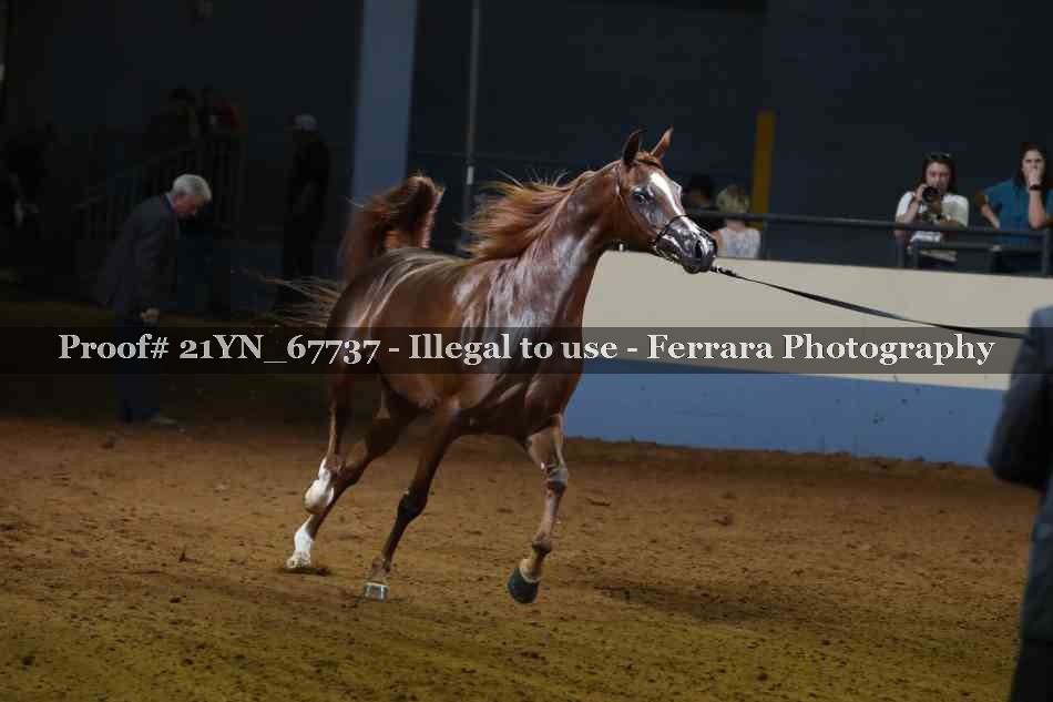 Proof 21YN_67737
