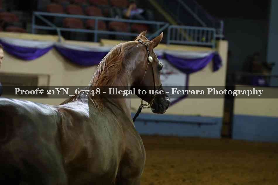 Proof 21YN_67748