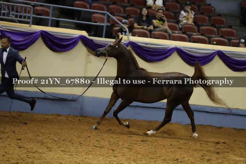 Proof 21YN_67880