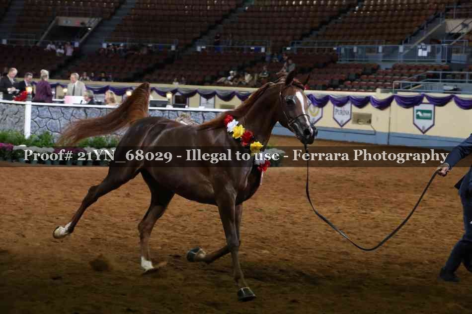 Proof 21YN_68029