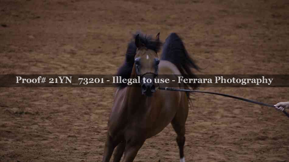 Proof 21YN_73201