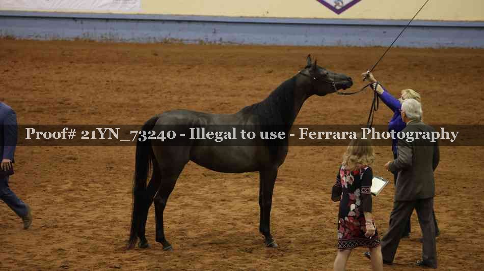 Proof 21YN_73240