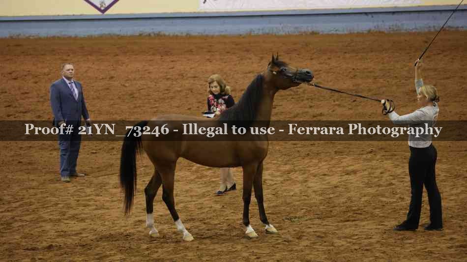 Proof 21YN_73246