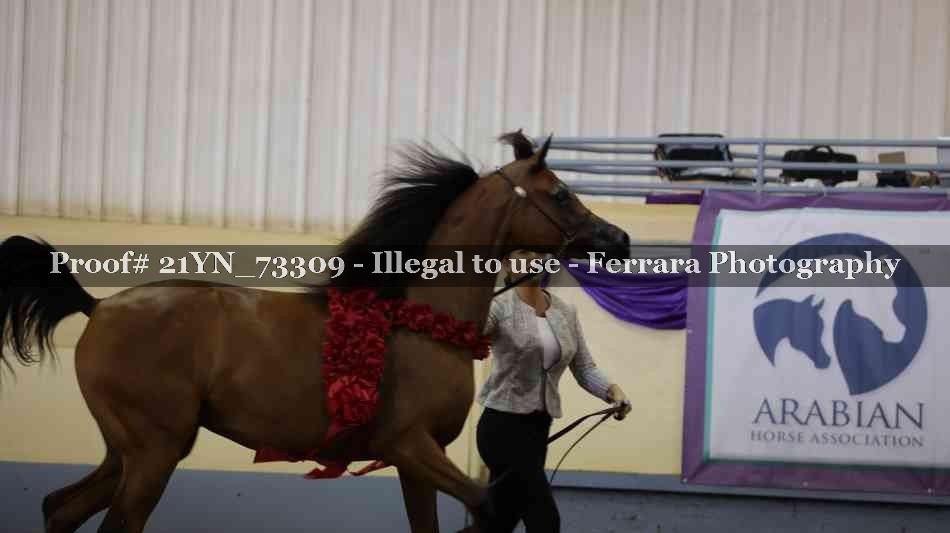 Proof 21YN_73309