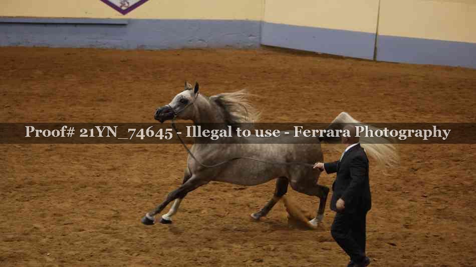Proof 21YN_74645