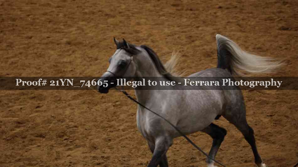 Proof 21YN_74665