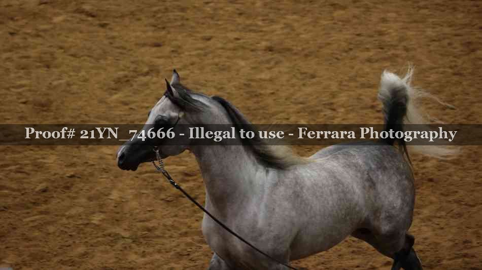 Proof 21YN_74666