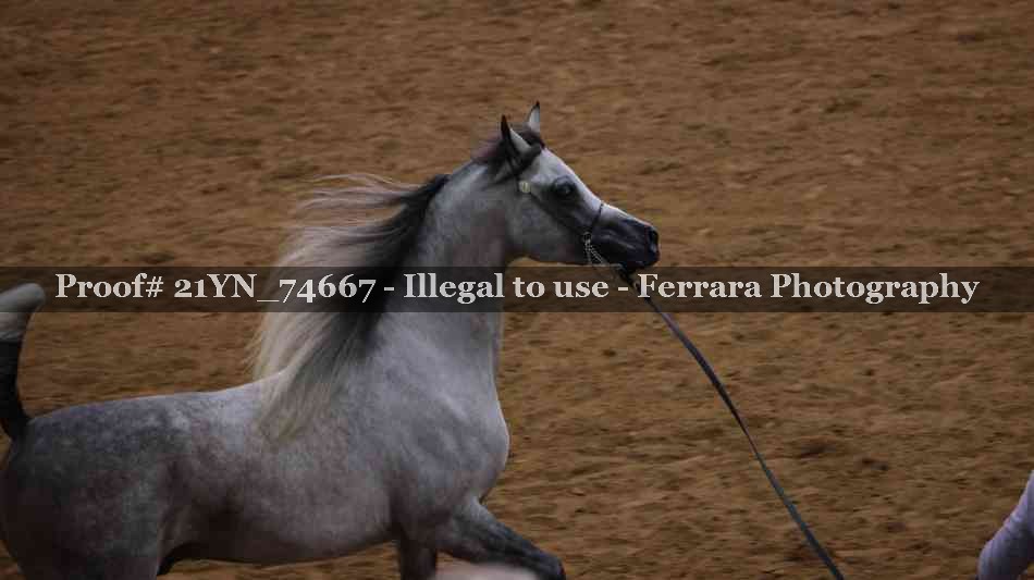 Proof 21YN_74667