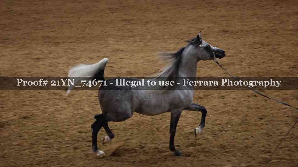 Proof 21YN_74671