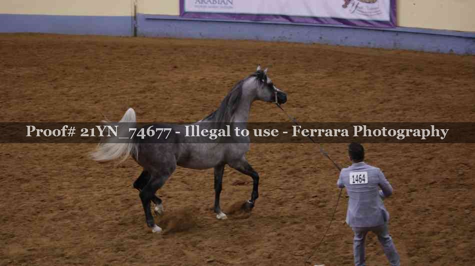 Proof 21YN_74677