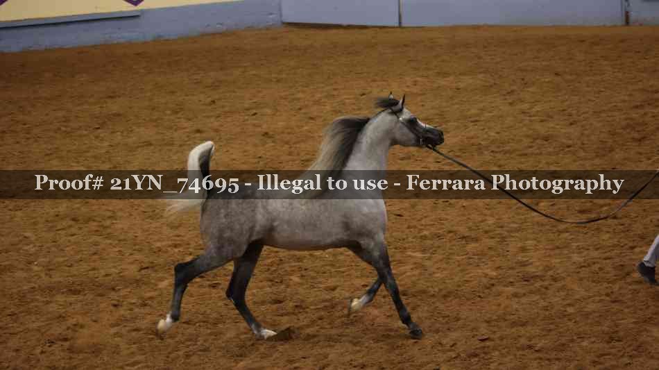 Proof 21YN_74695