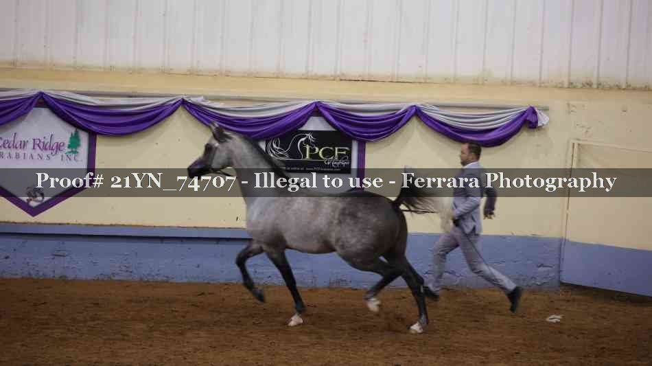 Proof 21YN_74707