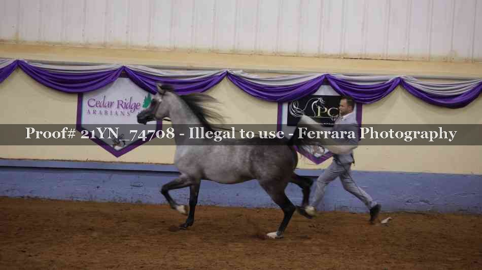 Proof 21YN_74708