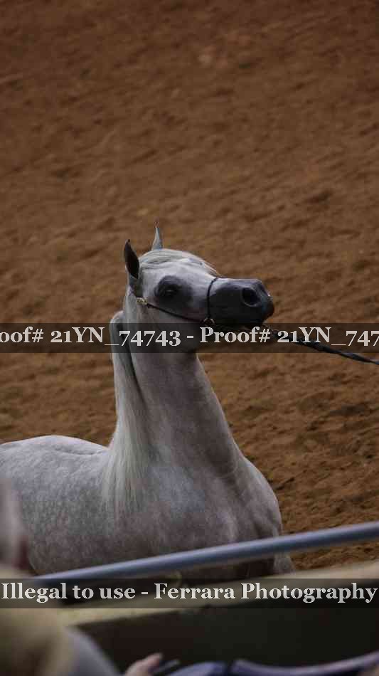 Proof 21YN_74743
