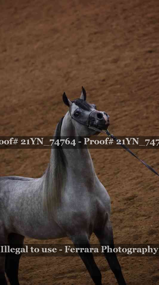 Proof 21YN_74764