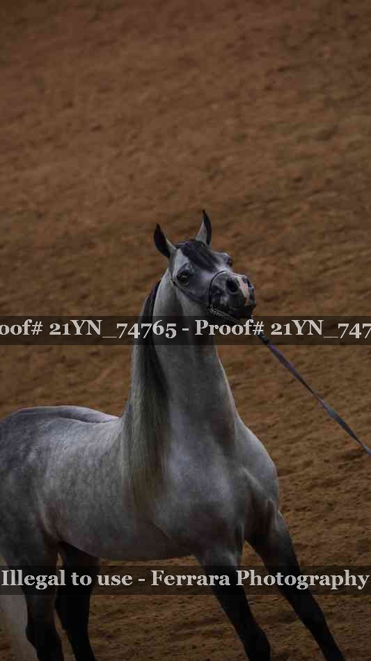 Proof 21YN_74765