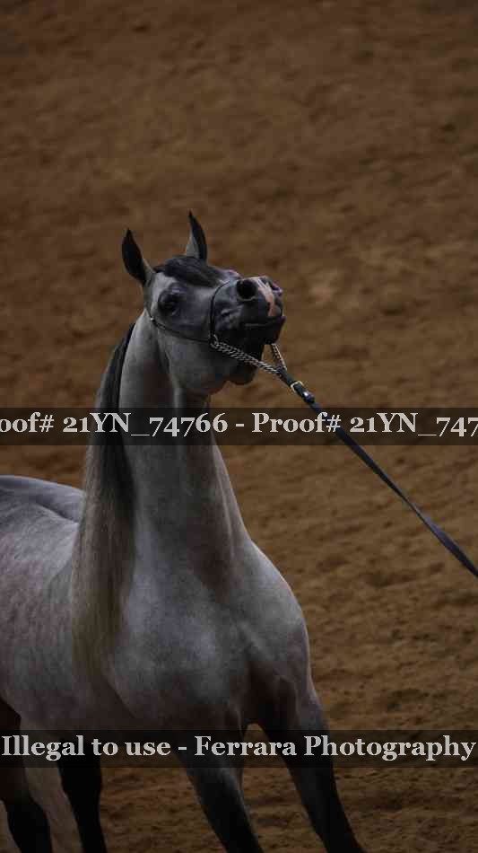 Proof 21YN_74766