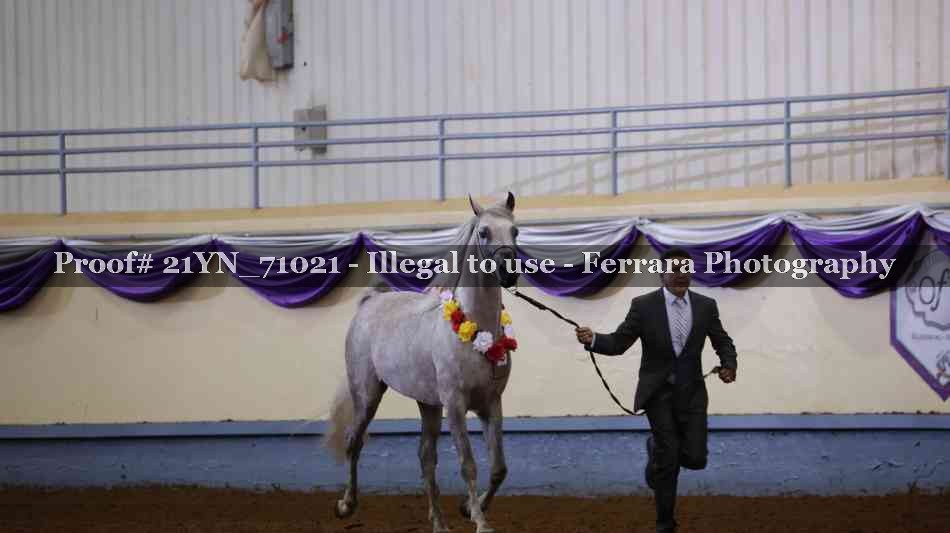 Proof 21YN_71021