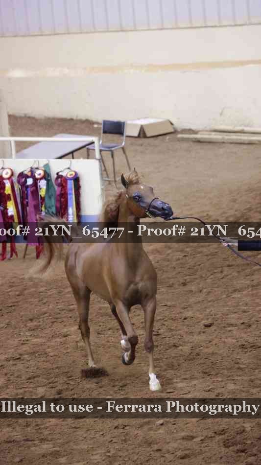 Proof 21YN_65477