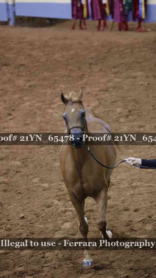 Proof 21YN_65478