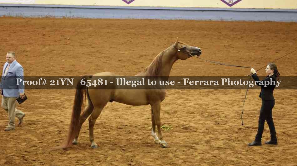 Proof 21YN_65481