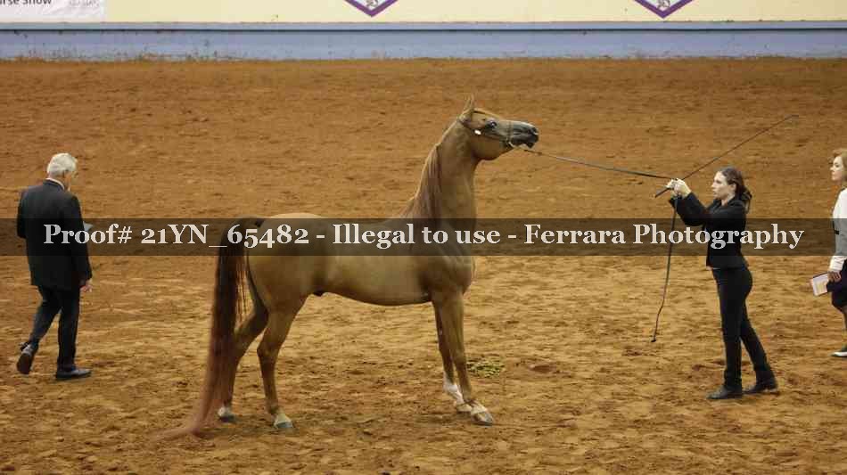 Proof 21YN_65482