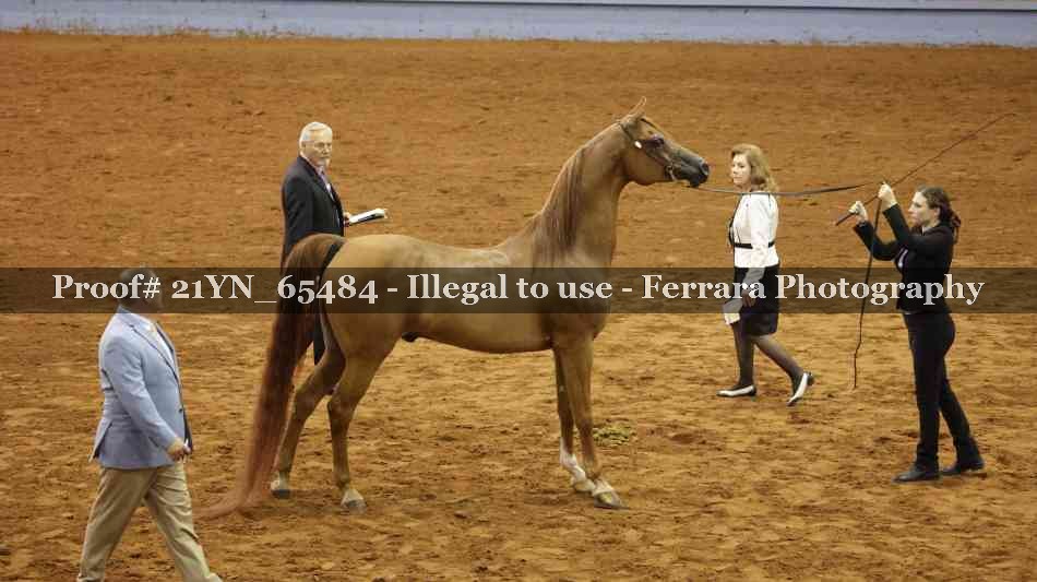 Proof 21YN_65484