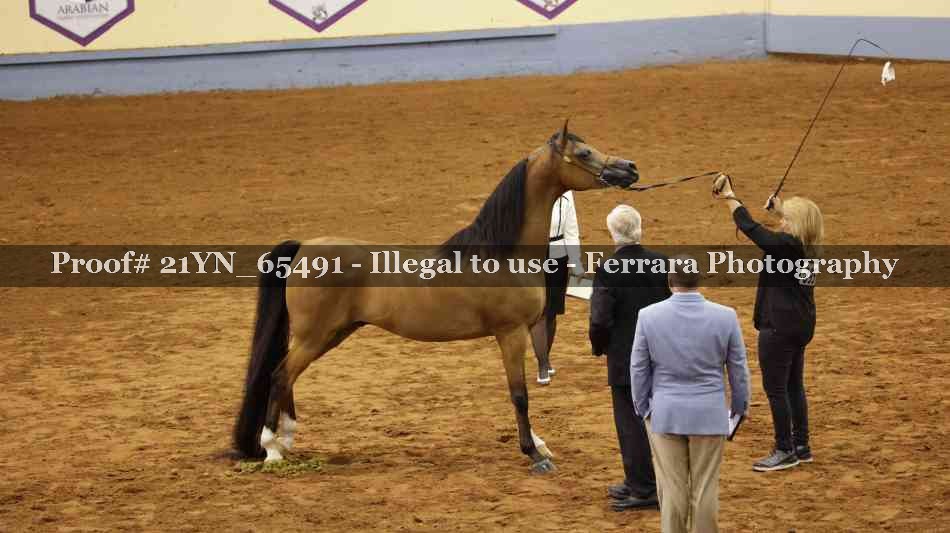 Proof 21YN_65491