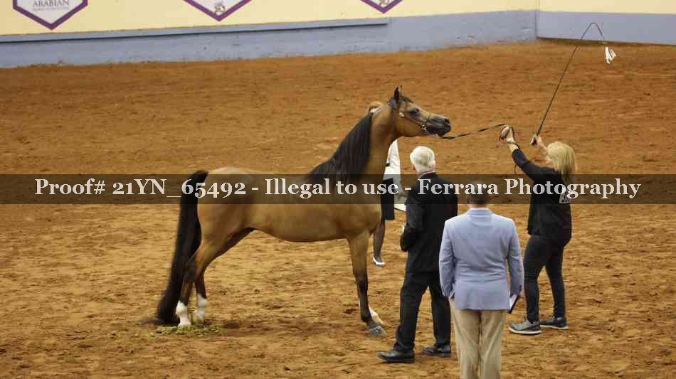 Proof 21YN_65492