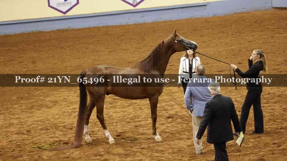 Proof 21YN_65496