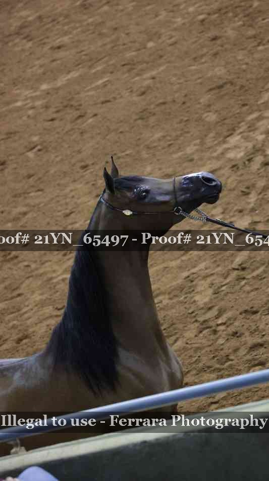 Proof 21YN_65497