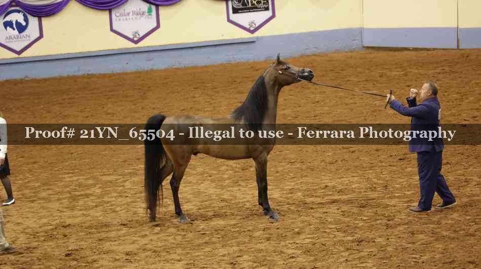 Proof 21YN_65504