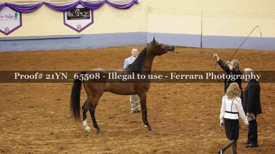 Proof 21YN_65508