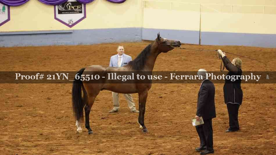 Proof 21YN_65510