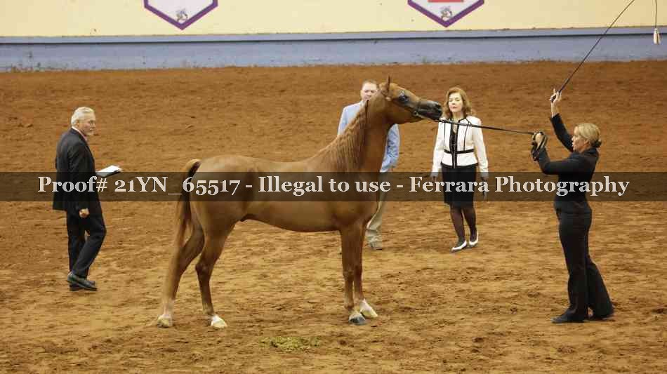 Proof 21YN_65517
