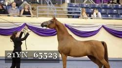 21YN_65523 proof