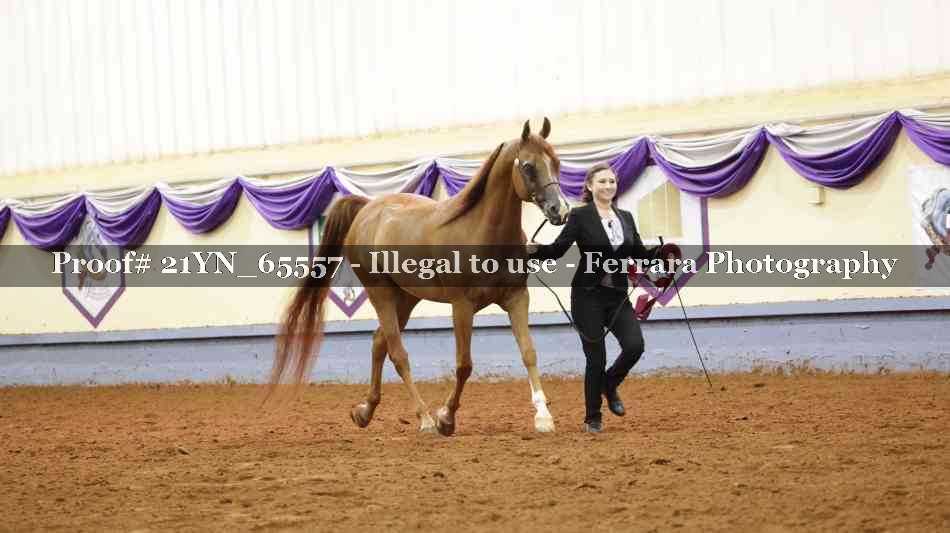 Proof 21YN_65557