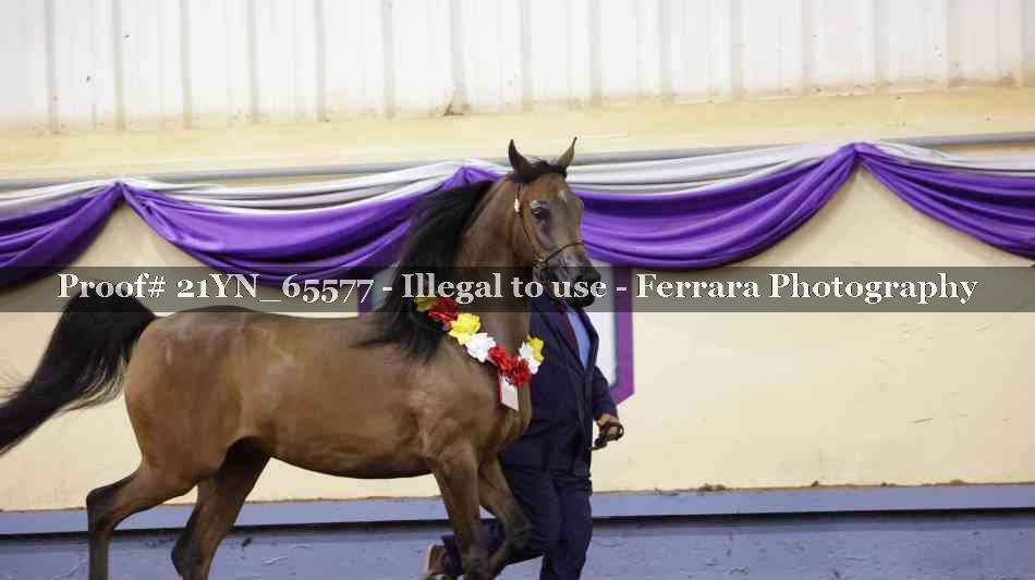 Proof 21YN_65577