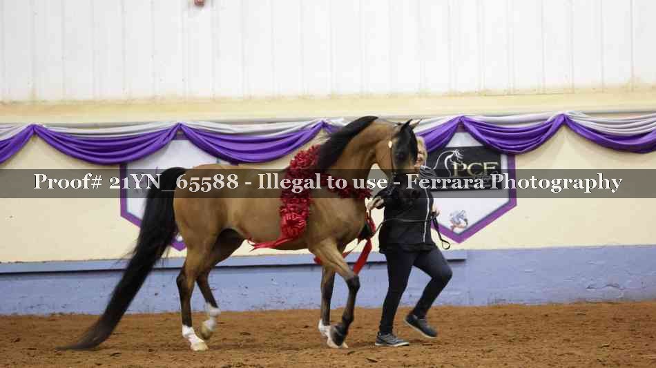 Proof 21YN_65588