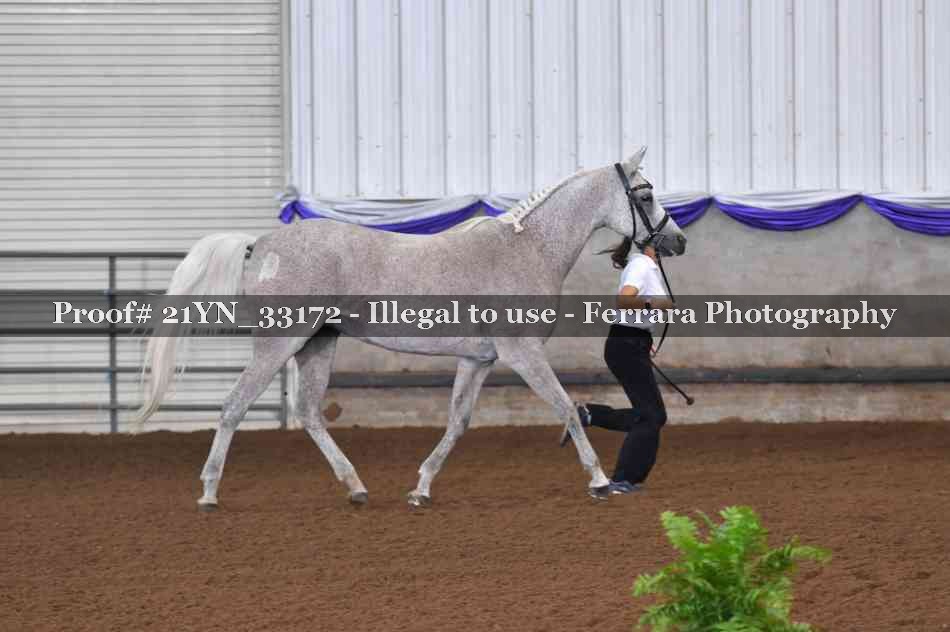 Proof 21YN_33172