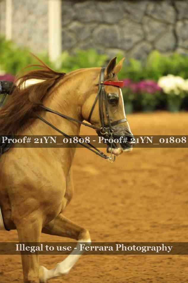 Proof 21YN_01808