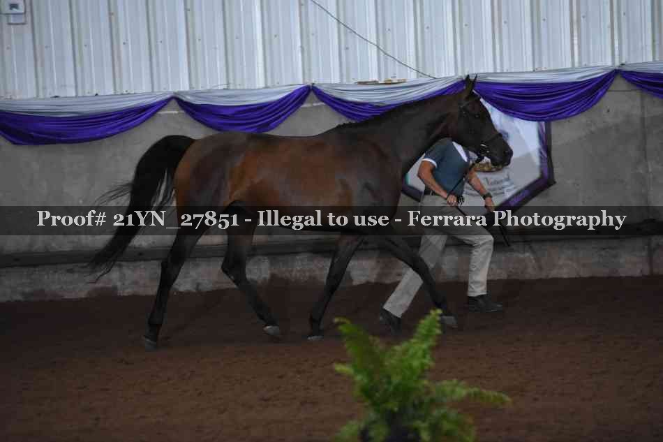 Proof 21YN_27851
