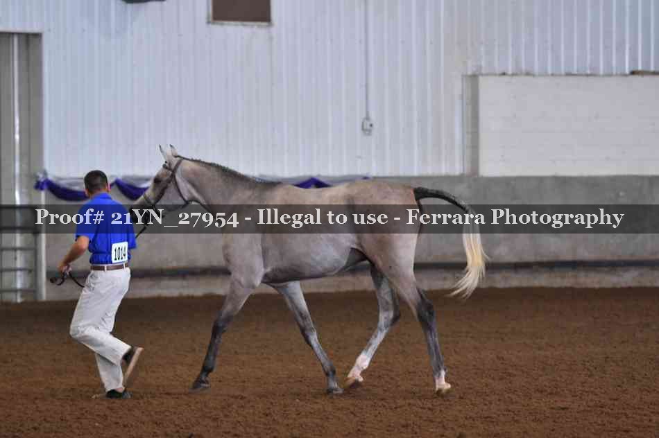 Proof 21YN_27954