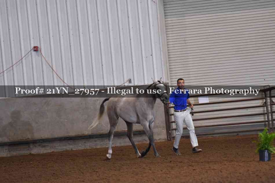 Proof 21YN_27957