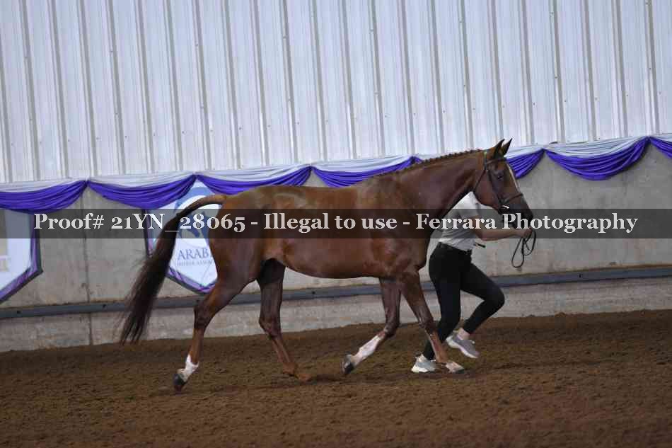 Proof 21YN_28065