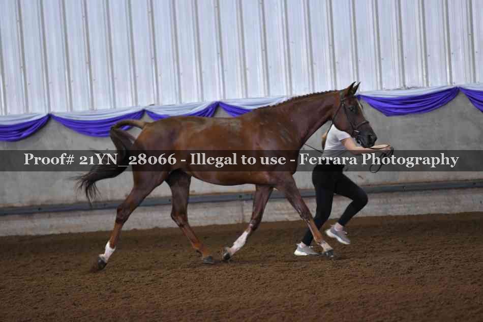 Proof 21YN_28066