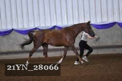 21YN_28066 proof