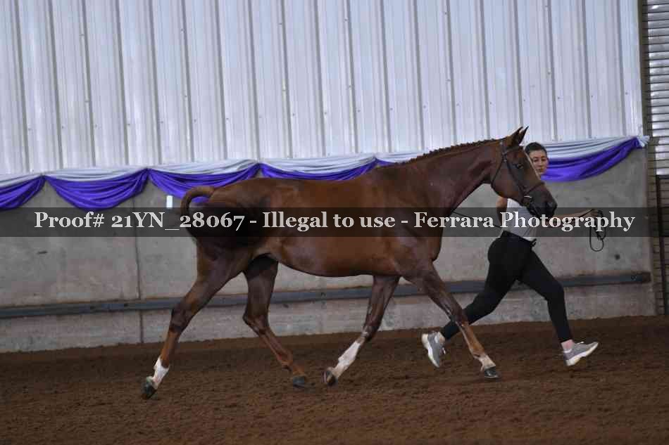 Proof 21YN_28067