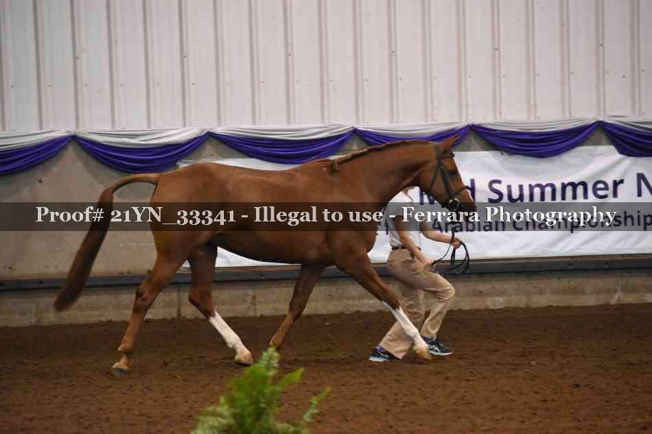 Proof 21YN_33341